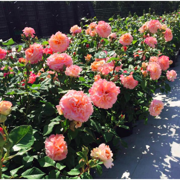 AUGUSTA LUISE® "Duftwolke"